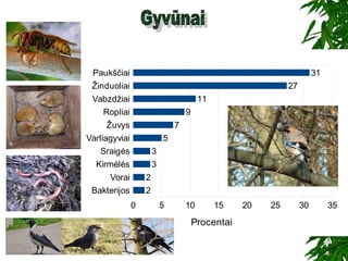 Bakterijos
Vorai
Kirmėlės
Sraigės
Varliagyviai
Žuvys
Ropliai
Vabzdžiai
Žinduoliai
Paukščiai
0 5 10 15 20 25 30 35
2
2
3
3
5
7
9
11
27
31
Procentai
 