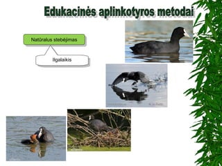 Natūralus stebėjimasNatūralus stebėjimas
IlgalaikisIlgalaikis
 