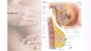 Tuyến vú
 