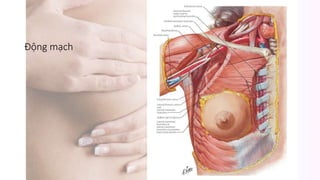 Động mạch
 