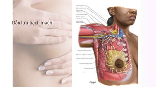 Dẫn lưu bạch mạch
 