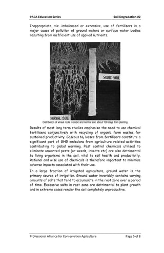 PACA Education Series Soil Degradation #2
Professional Alliance for Conservation Agriculture Page 5 of 8
Inappropriate, viz. imbalanced or excessive, use of fertilisers is a
major cause of pollution of ground waters or surface water bodies
resulting from inefficient use of applied nutrients.
Distribution of wheat roots in sodic and normal soil, about 100 days from planting
Results of most long term studies emphasize the need to use chemical
fertilisers conjunctively with recycling of organic farm wastes for
sustained productivity. Gaseous N2 losses from fertilisers constitute a
significant part of GHG emissions from agriculture related activities
contributing to global warming. Pest control chemicals utilised to
eliminate unwanted pests (or weeds, insects etc) are also detrimental
to living organisms in the soil, vital to soil health and productivity.
Rational and wise use of chemicals is therefore important to minimise
adverse impacts associated with their use.
In a large fraction of irrigated agriculture, ground water is the
primary source of irrigation. Ground water invariably contains varying
amounts of salts that tend to accumulate in the root zone over a period
of time. Excessive salts in root zone are detrimental to plant growth
and in extreme cases render the soil completely unproductive.
 