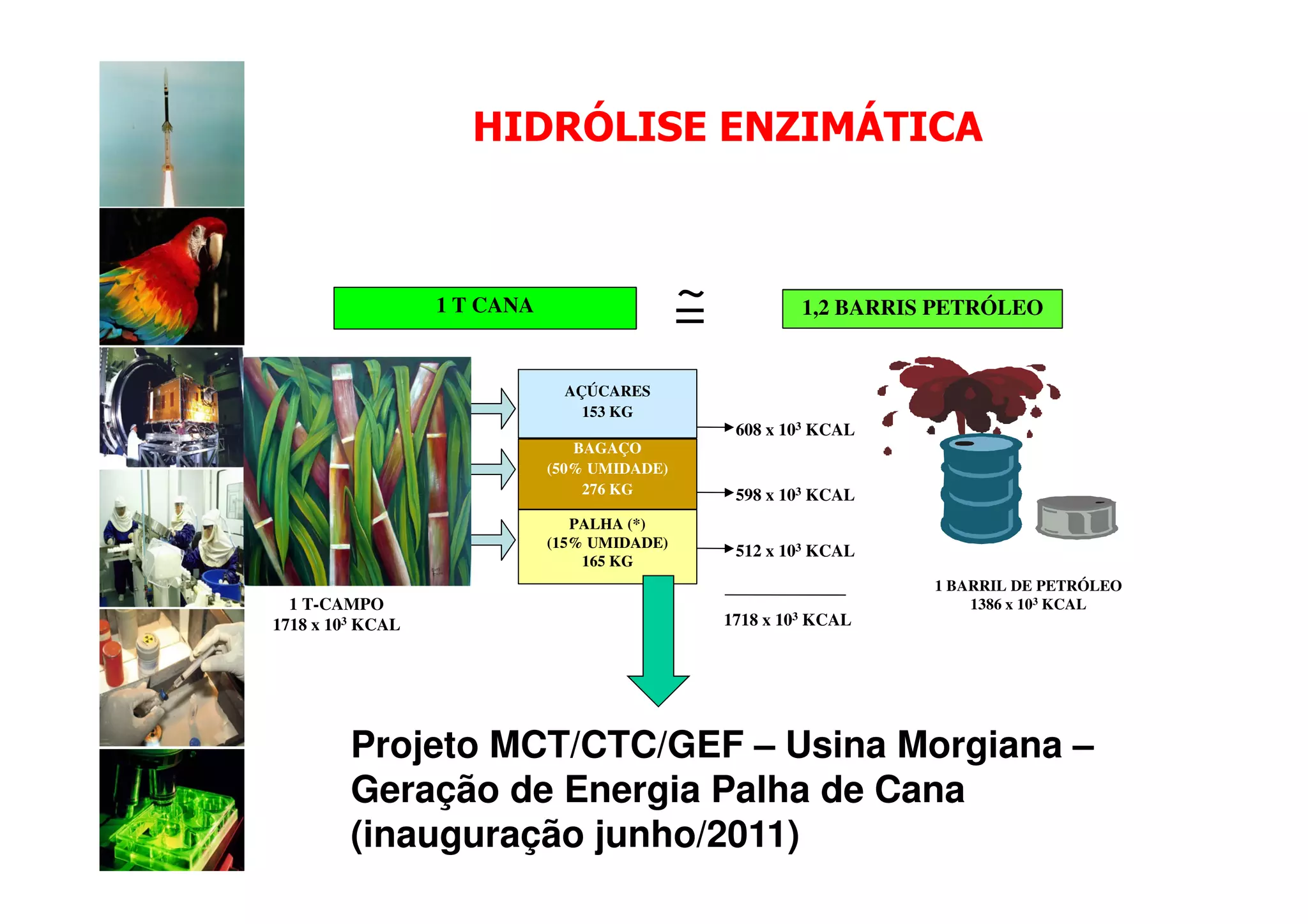 HIDRÓLISE ENZIMÁTICA



                  1 T CANA                   ~
                                             =            1,2 BARRIS PETRÓLEO


                              AÇÚCARES
                                153 KG
                                                  608 x 103 KCAL
                                BAGAÇO
                             (50% UMIDADE)
                                 276 KG           598 x 103 KCAL
                                PALHA (*)
                             (15% UMIDADE)
                                                  512 x 103 KCAL
                                 165 KG
                                                                    1 BARRIL DE PETRÓLEO
  1 T-CAMPO                                                             1386 x 103 KCAL
1718 x 103 KCAL                                  1718 x 103 KCAL




         Projeto MCT/CTC/GEF – Usina Morgiana –
         Geração de Energia Palha de Cana
         (inauguração junho/2011)
 