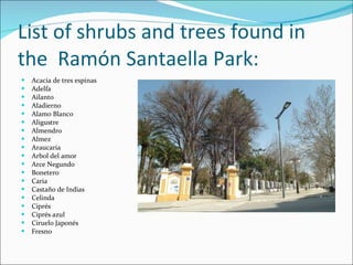 List of shrubs and trees found in the  Ramón Santaella Park: Acacia de tres espinas Adelfa Ailanto Aladierno Alamo Blanco Aligustre Almendro Almez Araucaria Arbol del amor Arce Negundo Bonetero Caria Castaño de Indias Celinda Ciprés Ciprés azul Ciruelo Japonés Fresno 