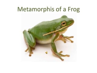Metamorphis of a Frog 