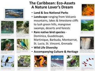 The Caribbean: Eco-Assets
 A Nature Lover’s Dream
 • Land & Sea National Parks
 • Landscape ranging from Volcanic
   mountains, lakes & limestone cliffs
   to lush green hills, mangrove
   swamps, deserts and forests
 • Rare native bird species -
   Dominica, Guadeloupe,
   Martinique, Barbuda, Montserrat,
   St. Lucia, St. Vincent, Grenada
 • Wild Life Diversity
 • Accompanying Culture & Heritage
 