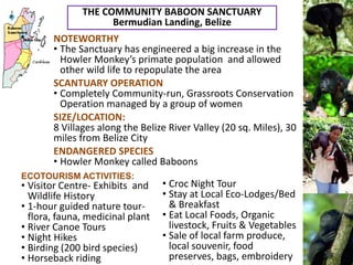 THE COMMUNITY BABOON SANCTUARY
                    Bermudian Landing, Belize
       NOTEWORTHY
       • The Sanctuary has engineered a big increase in the
         Howler Monkey’s primate population and allowed
         other wild life to repopulate the area
       SCANTUARY OPERATION
       • Completely Community-run, Grassroots Conservation
         Operation managed by a group of women
       SIZE/LOCATION:
       8 Villages along the Belize River Valley (20 sq. Miles), 30
       miles from Belize City
       ENDANGERED SPECIES
       • Howler Monkey called Baboons
ECOTOURISM ACTIVITIES:
• Visitor Centre- Exhibits and    • Croc Night Tour
  Wildlife History                • Stay at Local Eco-Lodges/Bed
• 1-hour guided nature tour-        & Breakfast
  flora, fauna, medicinal plant   • Eat Local Foods, Organic
• River Canoe Tours                 livestock, Fruits & Vegetables
• Night Hikes                     • Sale of local farm produce,
• Birding (200 bird species)        local souvenir, food
• Horseback riding                  preserves, bags, embroidery
 