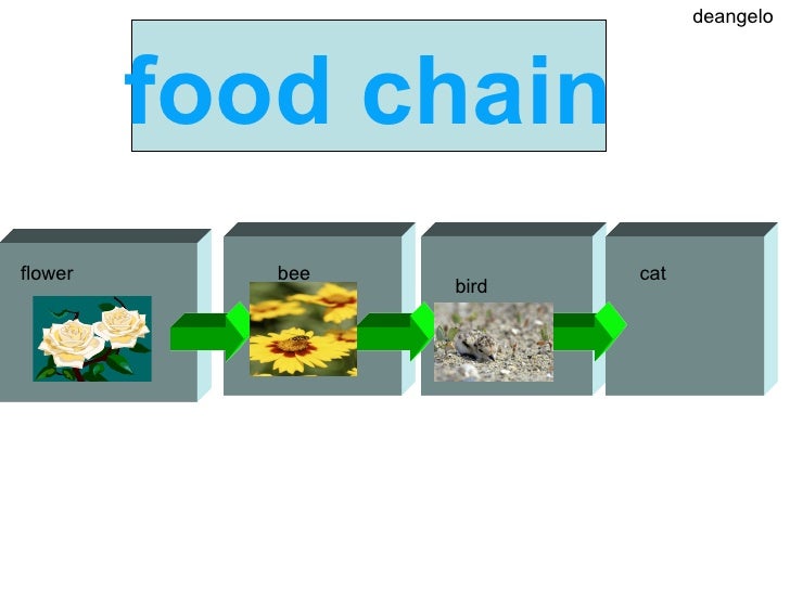 Edwards Food Chain
