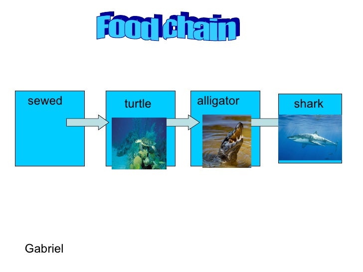 Edwards Food Chain Biology Diagrams