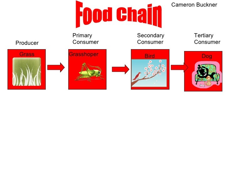 Domestic Dog Food Chain Domestic Dog Food Chain