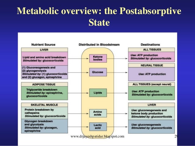 Absorptive state vs postabsorptive state image