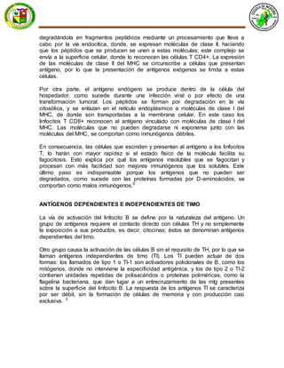 degradándola en fragmentos peptídicos mediante un procesamiento que lleva a
cabo por la vía endocítica, donde, se expresan moléculas de clase II, haciendo
que los péptidos que se producen se unen a estas moléculas; este complejo se
envía a la superficie celular, donde lo reconocen las células T CD4+. La expresión
de las moléculas de clase II del MHC se circunscribe a células que presentan
antígeno, por lo que la presentación de antígenos exógenos se limita a estas
células.
Por otra parte, el antígeno endógeno se produce dentro de la célula del
hospedador, como sucede durante una infección viral o por efecto de una
transformación tumoral. Los péptidos se forman por degradación en la vía
citosólica, y se enlazan en el retículo endoplásmico a moléculas de clase I del
MHC, de donde son transportadas a la membrana celular. En este caso los
linfocitos T CD8+ reconocen al antígeno vinculado con moléculas de clase I del
MHC. Las moléculas que no pueden degradarse ni exponerse junto con las
moléculas del MHC, se comportan como inmunógenos débiles.
En consecuencia, las células que escinden y presentan al antígeno a los linfocitos
T, lo harán con mayor rapidez si el estado físico de la molécula facilita su
fagocitosis. Esto explica por qué los antígenos insolubles que se fagocitan y
procesan con más facilidad son mejores inmunógenos que los solubles. Este
último paso es indispensable porque los antígenos que no pueden ser
degradados, como sucede con las proteínas formadas por D-aminoácidos, se
comportan como malos inmunógenos.6
ANTÍGENOS DEPENDIENTES E INDEPENDIENTES DE TIMO
La vía de activación del linfocito B se define por la naturaleza del antígeno. Un
grupo de antígenos requiere el contacto directo con células TH y no simplemente
la exposición a sus productos, es decir, citocinas; éstos se denominan antígenos
dependientes del timo.
Otro grupo causa la activación de las células B sin el requisito de TH, por lo que se
llaman antígenos independientes de timo (TI). Los TI pueden actuar de dos
formas: los llamados de tipo 1 o TI-1 son activadores policlonales de B, como los
mitógenos, donde no interviene la especificidad antigénica, y los de tipo 2 o TI-2
contienen unidades repetidas de polisacáridos o proteínas poliméricas, como la
flagelina bacteriana, que dan lugar a un entrecruzamiento de las mIg presentes
sobre la superficie del linfocito B. La respuesta de los antígenos TI se caracteriza
por ser débil, sin la formación de células de memoria y con producción casi
exclusiva. 3
 