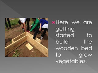 Here we are
getting
started to
build the
wooden bed
to grow
vegetables.
 