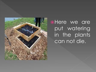 Here we are
put watering
in the plants
can not die.
 