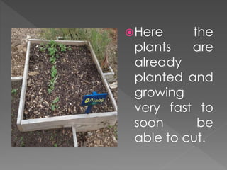 Here the
plants are
already
planted and
growing
very fast to
soon be
able to cut.
 