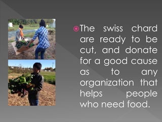 The swiss chard
are ready to be
cut, and donate
for a good cause
as to any
organization that
helps people
who need food.
 