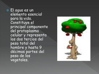  El agua es un
elemento esencial
para la vida.
Constituye el
principal componente
del protoplasma
celular y representa
los dos tercios del
peso total del
hombre y hasta 9
décimas partes del
peso de los
vegetales.
 
