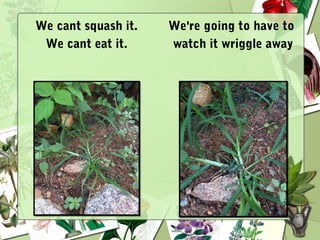 We cant squash it.
We cant eat it.
We're going to have to
watch it wriggle away
 