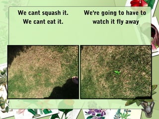 We cant squash it.
We cant eat it.
We're going to have to
watch it fly away
 