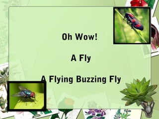 Oh Wow!
A Fly
A Flying Buzzing Fly
 