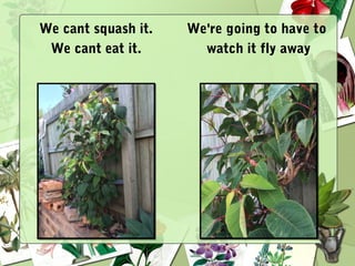 We cant squash it.
We cant eat it.
We're going to have to
watch it fly away
 