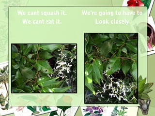 We cant squash it.
We cant eat it.
We're going to have to
Look closely
 