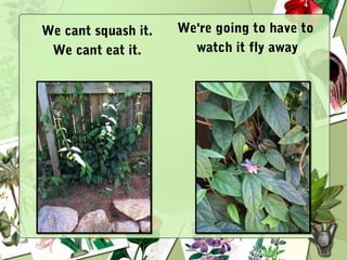 We cant squash it.
We cant eat it.
We're going to have to
watch it fly away
 