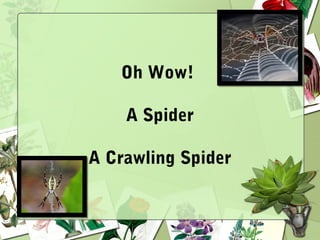 Oh Wow!
A Spider
A Crawling Spider
 