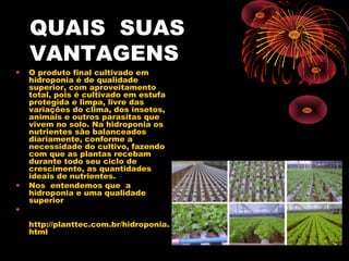 QUAIS SUAS
    VANTAGENS
•   O produto final cultivado em
    hidroponia é de qualidade
    superior, com aproveitamento
    total, pois é cultivado em estufa
    protegida e limpa, livre das
    variações do clima, dos insetos,
    animais e outros parasitas que
    vivem no solo. Na hidroponia os
    nutrientes são balanceados
    diariamente, conforme a
    necessidade do cultivo, fazendo
    com que as plantas recebam
    durante todo seu ciclo de
    crescimento, as quantidades
    ideais de nutrientes.
•   Nos entendemos que a
    hidroponia e uma qualidade
    superior
•
    http://planttec.com.br/hidroponia.
    html
 