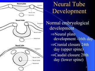 Neural Tube Development Normal embryological development  Neural plate development -16th day Cranial closure 24th day (upper spine) Caudal closure 28th day (lower spine) 