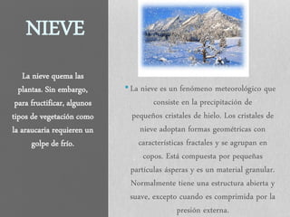 NIEVE
•La nieve es un fenómeno meteorológico que
consiste en la precipitación de
pequeños cristales de hielo. Los cristales de
nieve adoptan formas geométricas con
características fractales y se agrupan en
copos. Está compuesta por pequeñas
partículas ásperas y es un material granular.
Normalmente tiene una estructura abierta y
suave, excepto cuando es comprimida por la
presión externa.
La nieve quema las
plantas. Sin embargo,
para fructificar, algunos
tipos de vegetación como
la araucaria requieren un
golpe de frío.
 