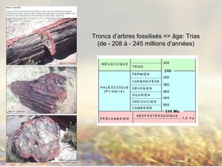 Troncs d’arbres fossilisés => âge: Trias
(de - 208 à - 245 millions d’années)
 