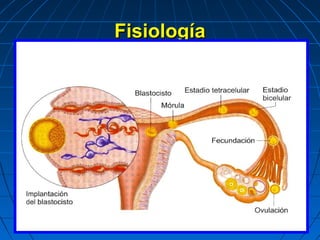 FisiologíaFisiología
 