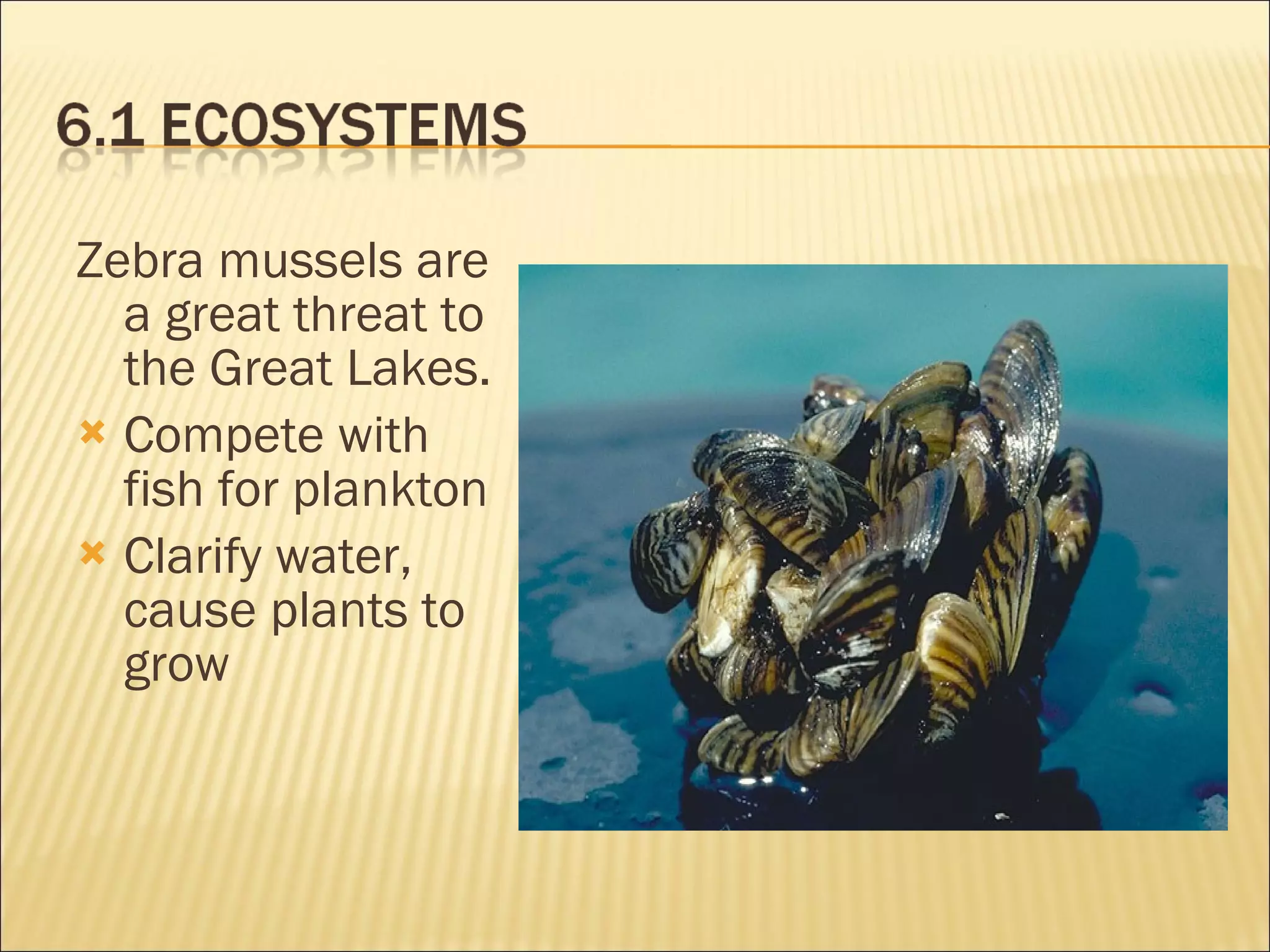 Zebra mussels are a great threat to the Great Lakes. Compete with fish for plankton Clarify water, cause plants to grow 