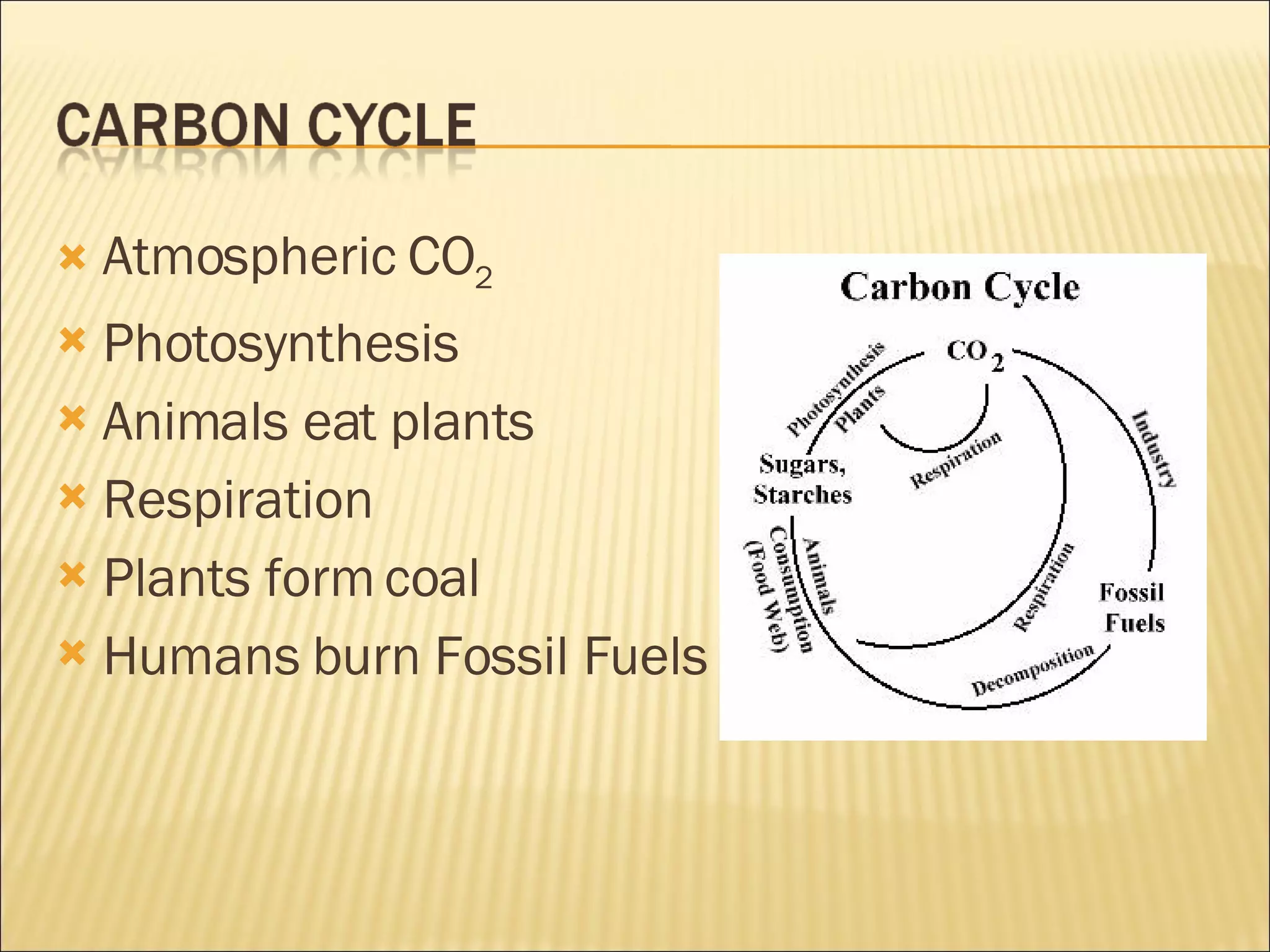 Atmospheric CO 2 Photosynthesis Animals eat plants Respiration Plants form coal Humans burn Fossil Fuels 