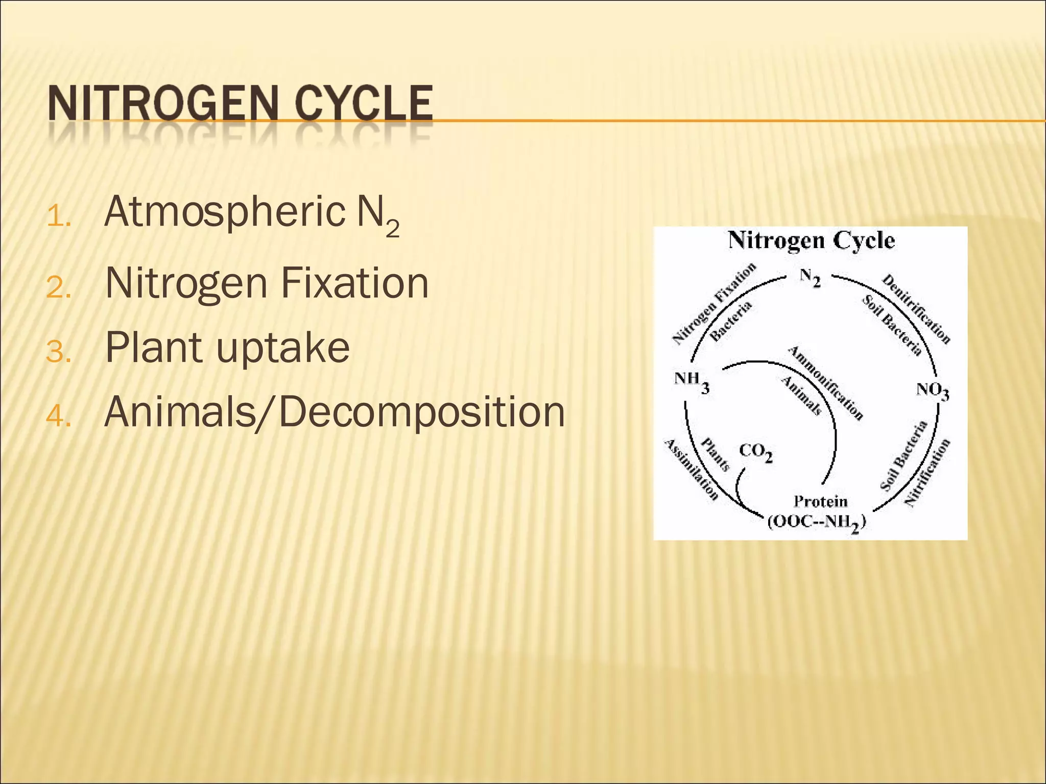 Atmospheric N 2 Nitrogen Fixation Plant uptake Animals/Decomposition 