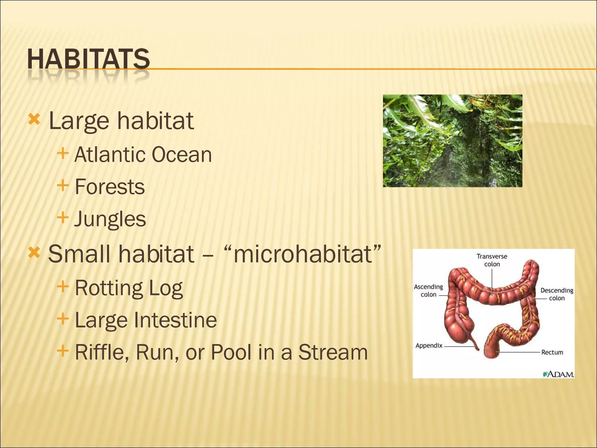 Large habitat Atlantic Ocean Forests Jungles Small habitat – “microhabitat” Rotting Log Large Intestine Riffle, Run, or Pool in a Stream 