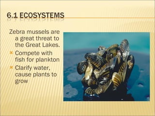 Ecosystems-Chapter 6 Notes | PPT