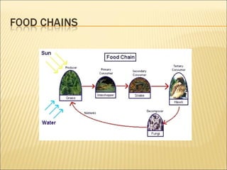 Ecosystems-Chapter 6 Notes | PPT