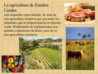 La agricultura de Estados
Unidos
está altamente especializada. Se trata de
una agricultura moderna que usa todos los
elementos que le proporciona la revolución
verde. Predominan las explotaciones con
grandes extensiones de tierra, pero no es
una agricultura extensiva.
 