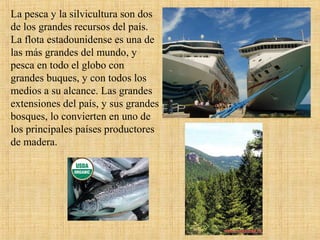 La pesca y la silvicultura son dos
de los grandes recursos del país.
La flota estadounidense es una de
las más grandes del mundo, y
pesca en todo el globo con
grandes buques, y con todos los
medios a su alcance. Las grandes
extensiones del país, y sus grandes
bosques, lo convierten en uno de
los principales países productores
de madera.
 