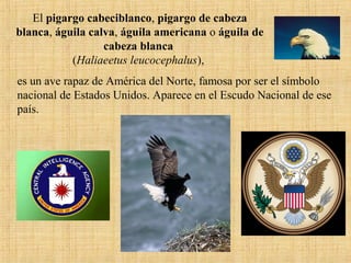 El pigargo cabeciblanco, pigargo de cabeza
blanca, águila calva, águila americana o águila de
cabeza blanca
(Haliaeetus leucocephalus),
es un ave rapaz de América del Norte, famosa por ser el símbolo
nacional de Estados Unidos. Aparece en el Escudo Nacional de ese
país.
 