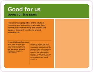 The same toxic properties of the alkaloids
vincristine and vinblastine that make them
powerful anti-cancer drugs also protect the
leaves of the plant from being grazed
by herbivores.
At Kew we believe that local
communities should have a say
in how their plant resources are
exploited. Plant collecting teams
from Kew draw up contracts
to ensure that if a profitable
discovery is made while they are
collecting in a particular region,
the local people will have a
share in it.
Good for us
good for the plant
Kew and Catharanthus roseus
When these alkaloids were
first discovered, little of the
profit made from the drugs
ever reached the people of
Madagascar, the plant’s
native habitat.
 