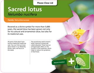 Sacred lotus
Nelumbo nucifera
Revered as a divine symbol for more than 5,000
years, the sacred lotus has been grown not only
for its cultural and ornamental value, but also for
its medicinal uses.
All parts of the plant have
various traditional medicinal
uses. You can find out more
about these in our Waterlily
House. Here, we focus on
the seeds.
The sacred lotus seed contains
bitter chemical compounds
called alkaloids. These have an
antispasmodic effect on the
muscles of the intestines, which
helps to reduce the symptoms
of diarrhoea.
Family: Nelumbonaceae
Nature’s Imodium
Please Close Lid
 