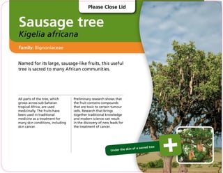 Sausage tree
Kigelia africana
Named for its large, sausage-like fruits, this useful
tree is sacred to many African communities.
All parts of the tree, which
grows across sub-Saharan
tropical Africa, are used
medicinally. The fruits have
been used in traditional
medicine as a treatment for
many skin conditions, including
skin cancer.
Preliminary research shows that
the fruit contains compounds
that are toxic to certain tumour
cells. Research that brings
together traditional knowledge
and modern science can result
in the discovery of new leads for
the treatment of cancer.
Family: Bignoniaceae
Under the skin of a sacred tree
Please Close Lid
 