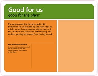 The same properties that are used in skin
treatments for us are used by the plant itself as
a defence mechanism against disease. Not only
this, the bark and leaves are bitter tasting, and
so deter passing herbivores from having a snack.
Kew and Kigelia africana
Kew scientists have documented
the multitude of uses that
communities in Africa make
of this plant.
Good for us
good for the plant
 