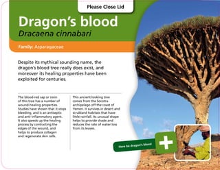Dragon’s blood
Dracaena cinnabari
Despite its mythical sounding name, the
dragon’s blood tree really does exist, and
moreover its healing properties have been
exploited for centuries.
The blood-red sap or resin
of this tree has a number of
wound-healing properties.
Studies have shown that it stops
bleeding, and is an antiseptic
and anti-inflammatory agent.
It also speeds up the healing
process by contracting the
edges of the wound, and
helps to produce collagen
and regenerate skin cells.
This ancient looking tree
comes from the Socotra
archipelago off the coast of
Yemen. It survives in desert and
scrubland habitats that have
little rainfall. Its unusual shape
helps to provide shade and
reduces the rate of water loss
from its leaves.
Family: Asparagaceae
Here be dragon’s blood
Please Close Lid
 