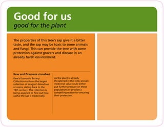 Good for us
good for the plant
The properties of this tree’s sap give it a bitter
taste, and the sap may be toxic to some animals
and fungi. This can provide the tree with some
protection against grazers and disease in an
already harsh environment.
Kew and Dracaena cinnabari
Kew’s Economic Botany
Collection contains the largest
collection of dragon’s blood sap
or resins, dating back to the
19th century. This collection is
being analysed to find out how
useful the sap is medicinally.
As the plant is already
threatened in the wild, proven
medicinal value could either
put further pressure on these
populations or provide a
compelling reason for ensuring
their protection.
 
