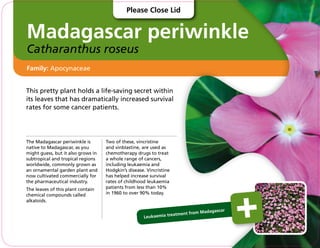 Madagascar periwinkle
Catharanthus roseus
This pretty plant holds a life-saving secret within
its leaves that has dramatically increased survival
rates for some cancer patients.
The Madagascar periwinkle is
native to Madagascar, as you
might guess, but it also grows in
subtropical and tropical regions
worldwide, commonly grown as
an ornamental garden plant and
now cultivated commercially for
the pharmaceutical industry.
The leaves of this plant contain
chemical compounds called
alkaloids.
Two of these, vincristine
and vinblastine, are used as
chemotherapy drugs to treat
a whole range of cancers,
including leukaemia and
Hodgkin’s disease. Vincristine
has helped increase survival
rates of childhood leukaemia
patients from less than 10%
in 1960 to over 90% today.
Family: Apocynaceae
Leukaemia treatment from Madagascar
Please Close Lid
 