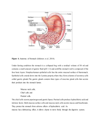 Figure 4. Anatomy of Stomach (Jeferson et al., 2014).
Under fasting condition the stomach is a collapsed bag with a residual volume of 50 ml and
contains a small amount of gastric fluid (pH 1-3) and air.6The stomach wall is composed of the
four basic layers. Simplecolumnar epithelial cells line the entire mucosal surface of thestomach.
Epithelial cells extend down into the Lamina propria,where they form columns of secretory cells
called gastric glands.The gastric glands contain three types of exocrine gland cells that secrete
their products into the stomach lumen.
Mucous neck cells,
Chief cells and
Parietal cells.
The chief cells secrete pepsinogen and gastric lipase. Parietal cells produce hydrochloric acid and
intrinsic factor. Both mucous surface cells and mucous neck cells secrete mucus and bicarbonate.
They protect the stomach from adverse effects of hydrochloric acid. As
mucous has a lubricating effect, it allows chyme to move freely through the digestive system.
 